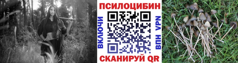 Псилоцибиновые грибы Psilocybe Белая Калитва